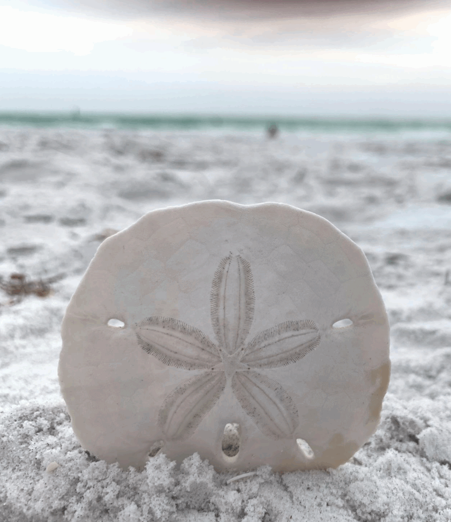 Sand dollar on beach for a siesta key travel guide blog post